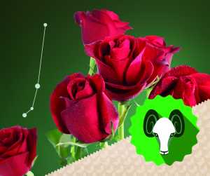 Rose - die Blume für den leidenschaftlichen Widder